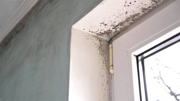 Biohazard Mold Removal in Big Pine Key, FL