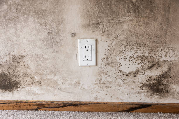 Best Post-Remediation Verification Testing  in Big Pine Key, FL