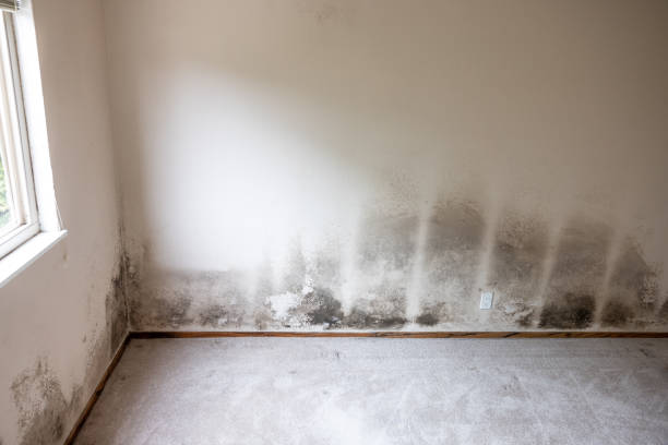 Best Water Damage & Mold Remediation  in Big Pine Key, FL