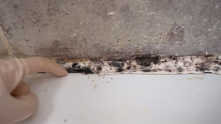 Best Mold Removal for HVAC Installations  in Big Pine Key, FL